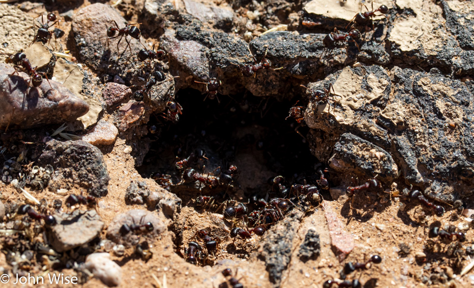 Ants leaving the cave in Phoenix, Arizona