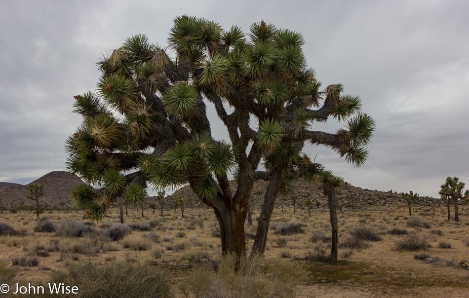 Joshua Tree National Park in California