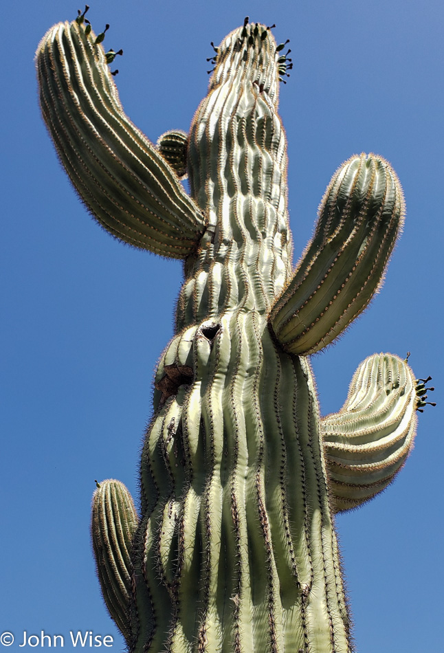 Saguaro Cactus in Phoenix, Arizona