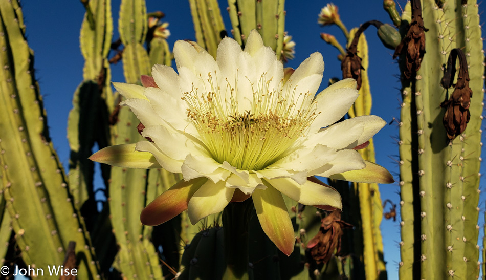 Cactus flower in the early morning Phoenix, Arizona
