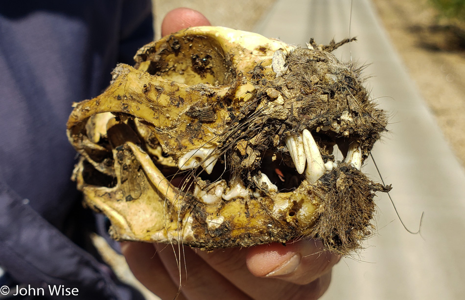 Cat Skull found in Phoenix, Arizona