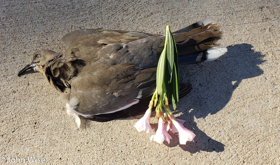 Dead Bird