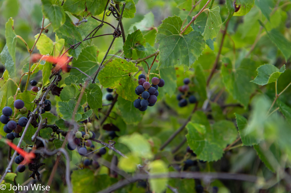 Wild grape at Gila Cliff Dwellings National Monument in New Mexico