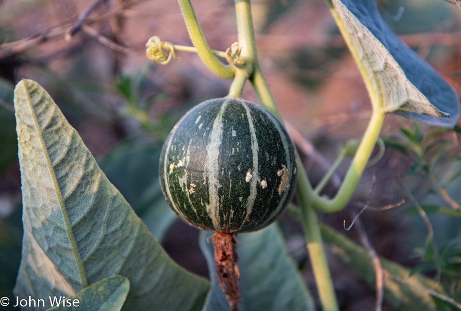 Gourd along the dry bed of the Gila River in Duncan, Arizona