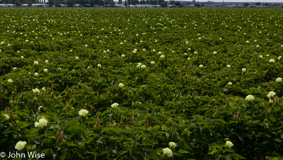 Cotton growing in Safford, Arizona