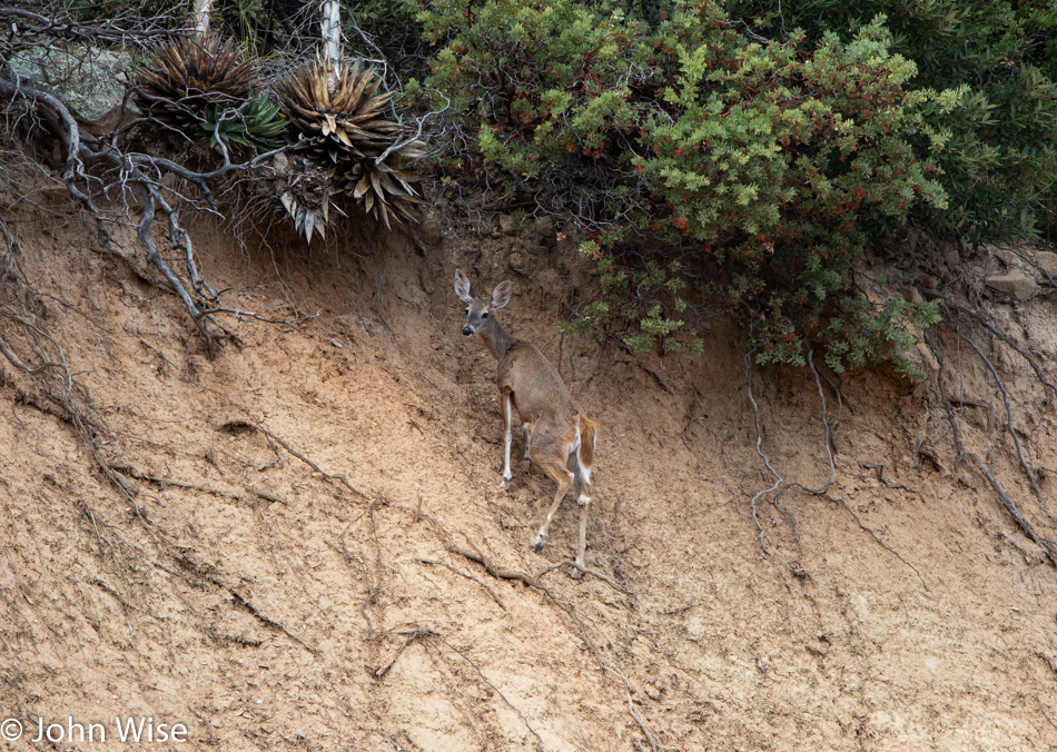 Deer on Mt. Graham in Arizona