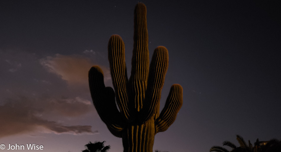 Saguaro at dusk