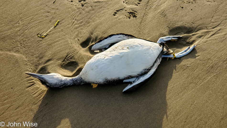 Dead Bird at Bayocean Peninsula Park in Tillamook, Oregon