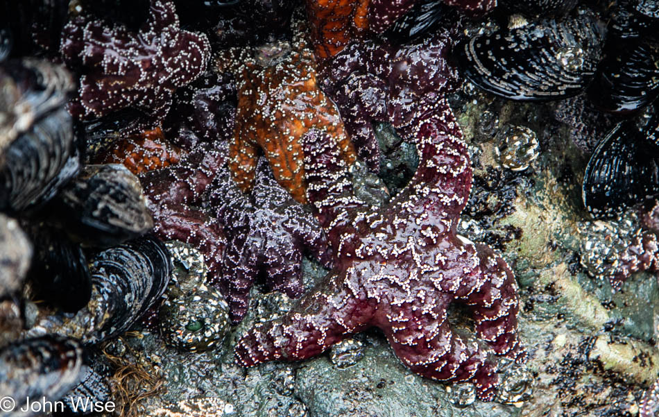 Starfish at Myers Beach North on the South Oregon Coast