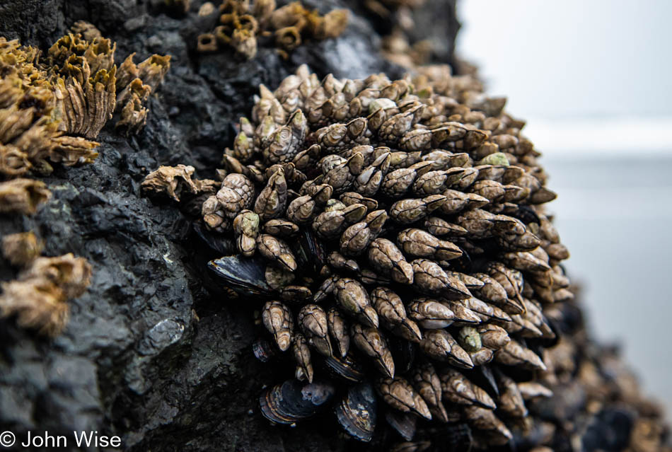 Barnacles at Myers Beach North on the South Oregon Coast