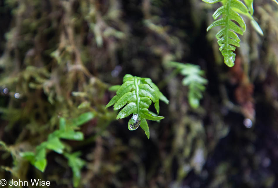 Fern growing from a tree along the Pistol River on the Southern Coast of Oregon