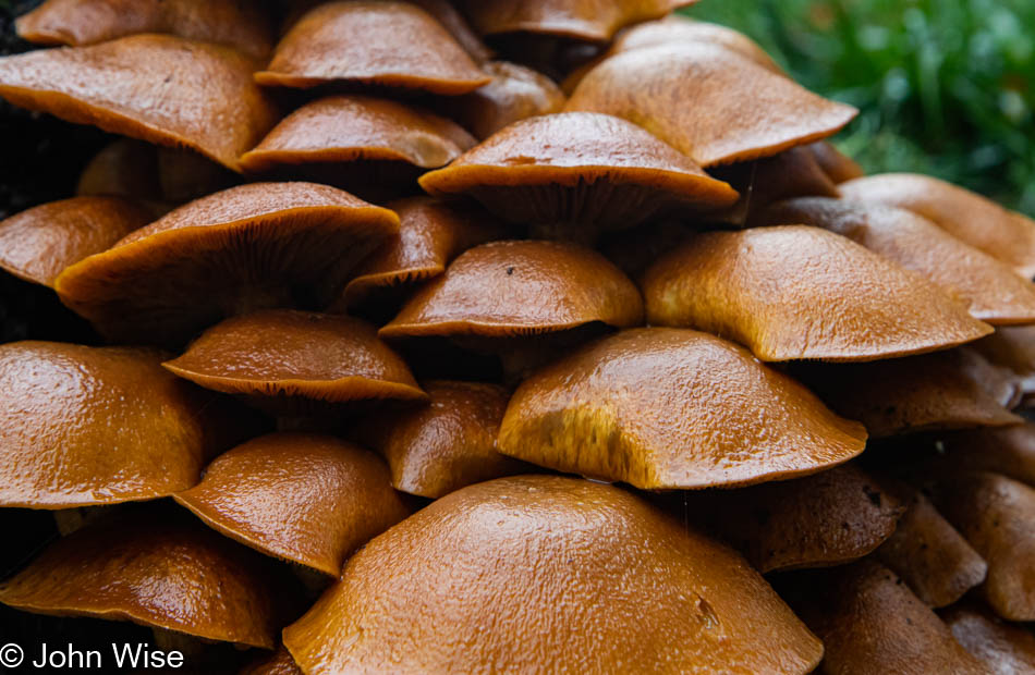 Mushrooms growing from a tree stump next to the Pistol River on the Southern Coast of Oregon