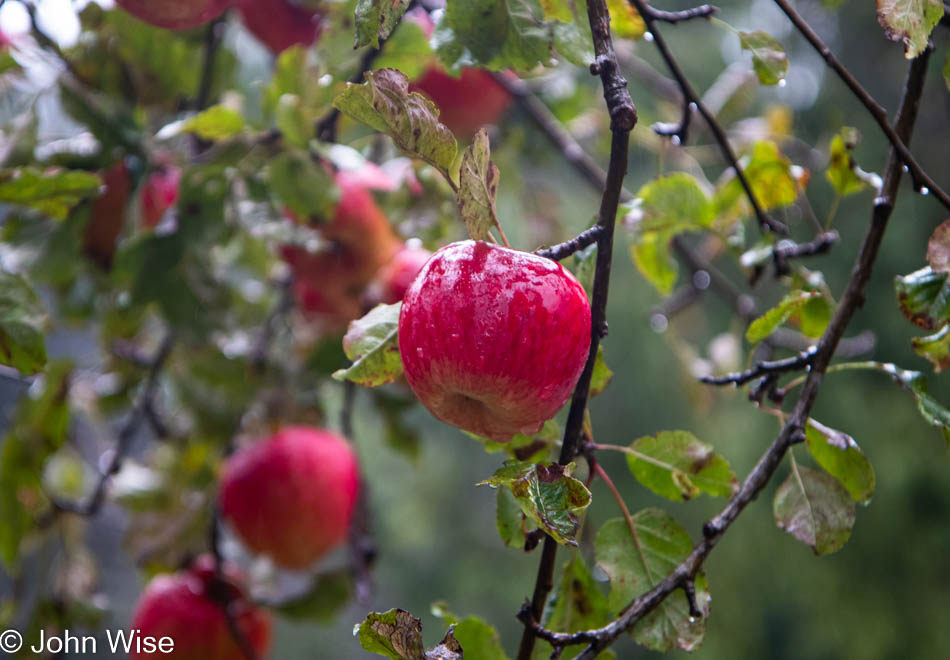 Apple from The Fish Inn next to the Pistol River on the Southern Coast of Oregon