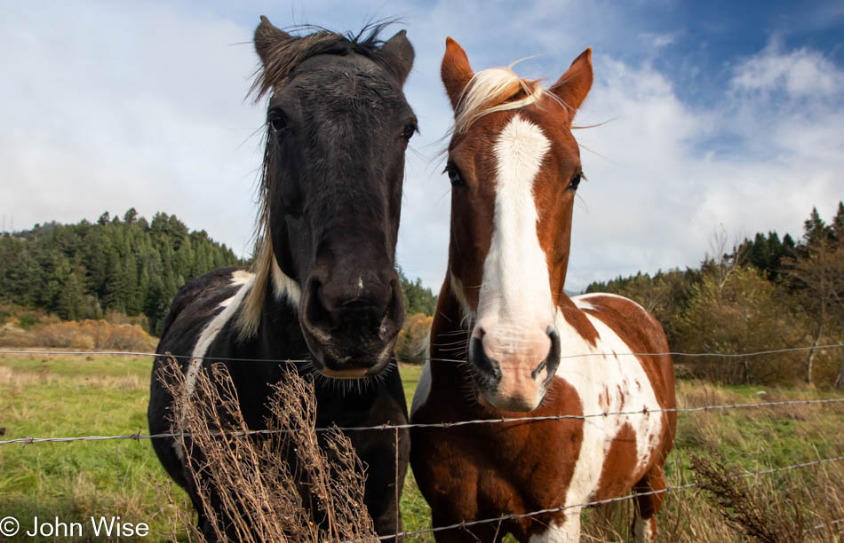 Horses in Gold Beach, Oregon near Pistol River