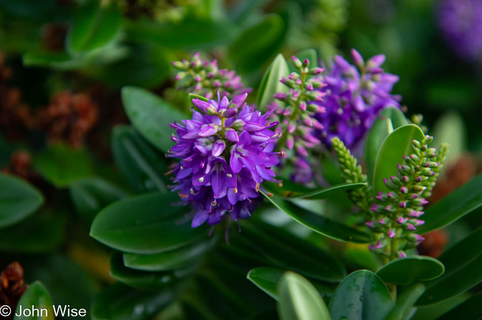 Flowers at Ocean Haven south of Yachats, Oregon