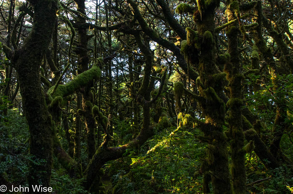 Carl Washburne State Park on the Oregon Coast