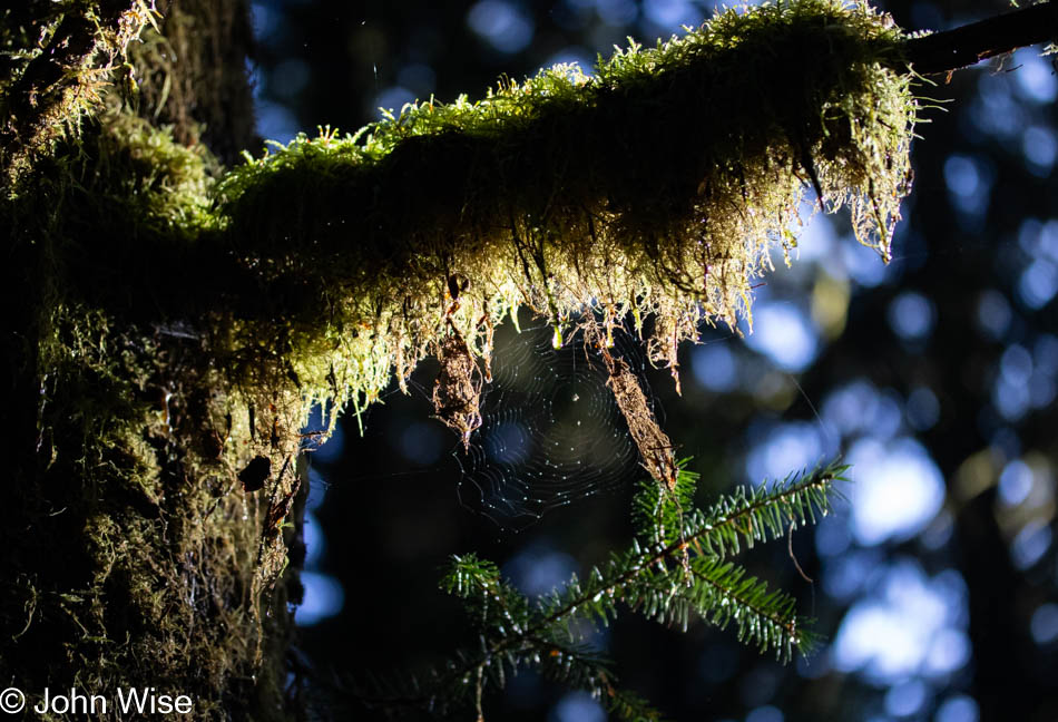 Carl Washburne State Park on the Oregon Coast