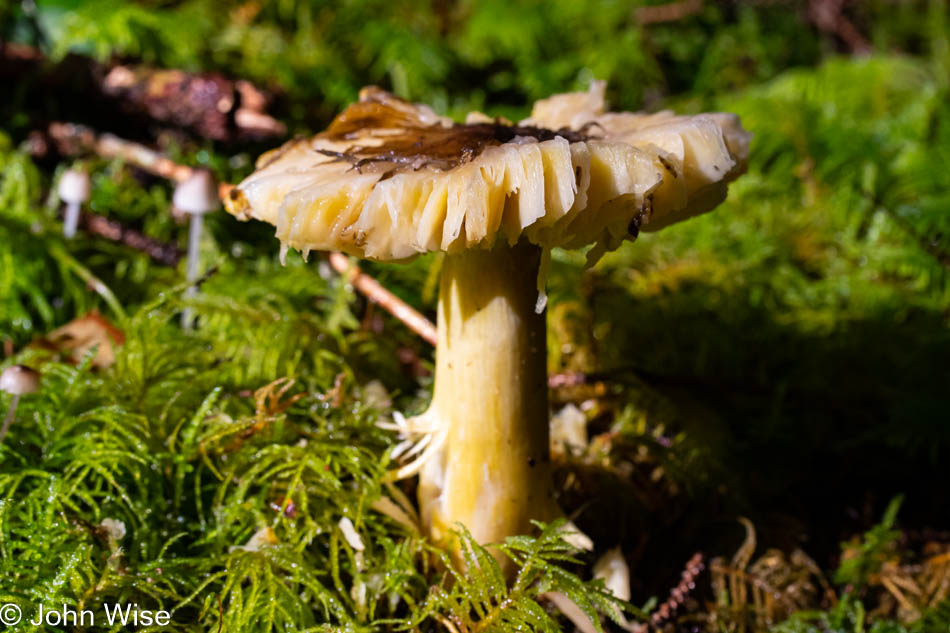 Carl Washburne State Park on the Oregon Coast