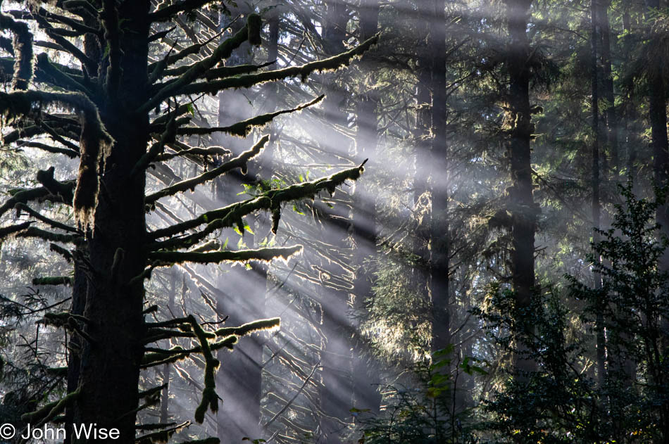 Carl Washburne State Park on the Oregon Coast