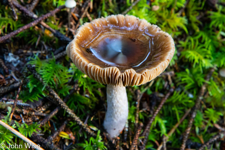 Carl Washburne State Park on the Oregon Coast