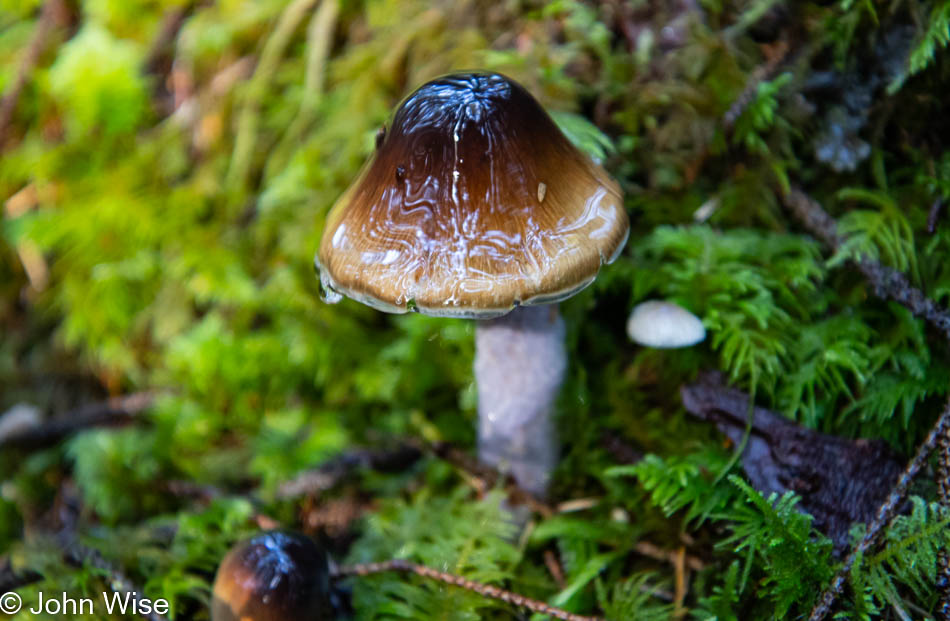 Carl Washburne State Park on the Oregon Coast