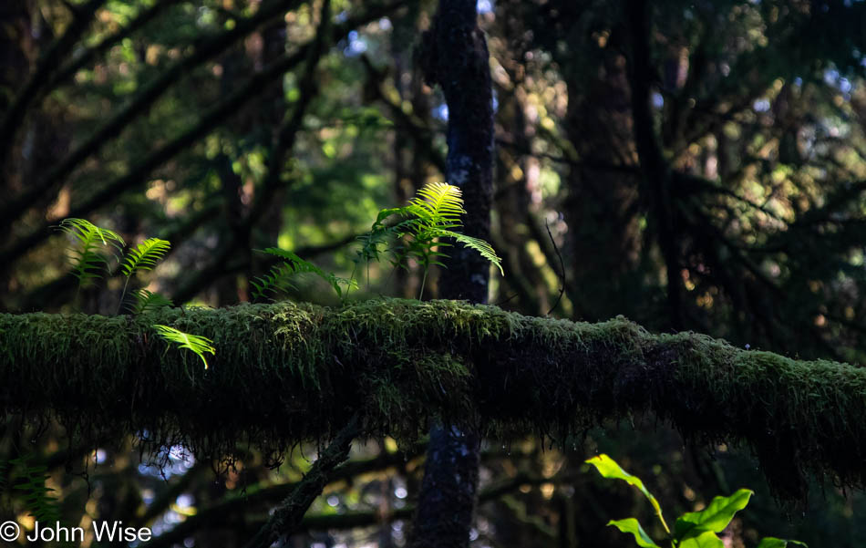 Carl Washburne State Park on the Oregon Coast