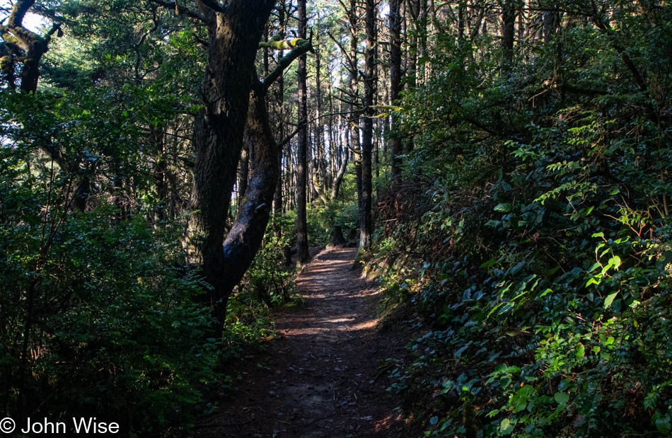 Carl Washburne State Park on the Oregon Coast