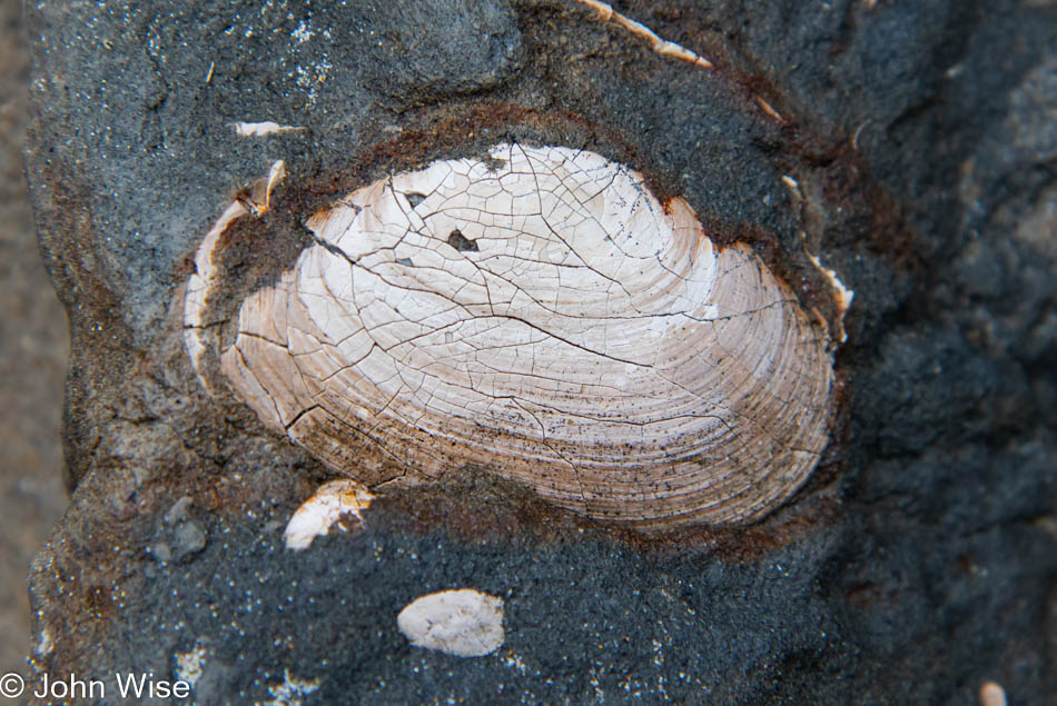 Fossils at Moolack Beach in Newport, Oregon