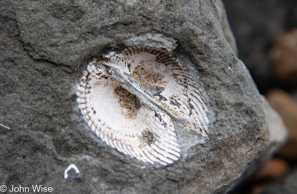 Fossils at Moolack Beach in Newport, Oregon