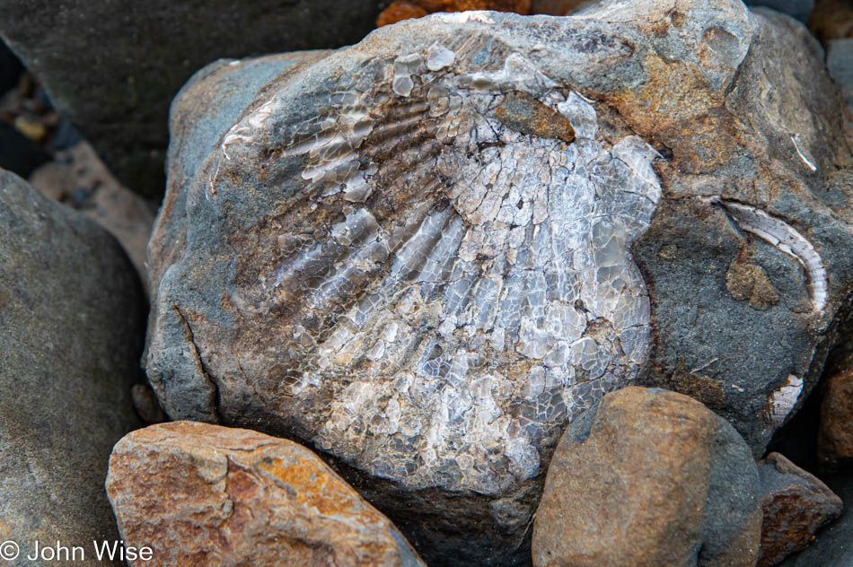 Fossils at Moolack Beach in Newport, Oregon