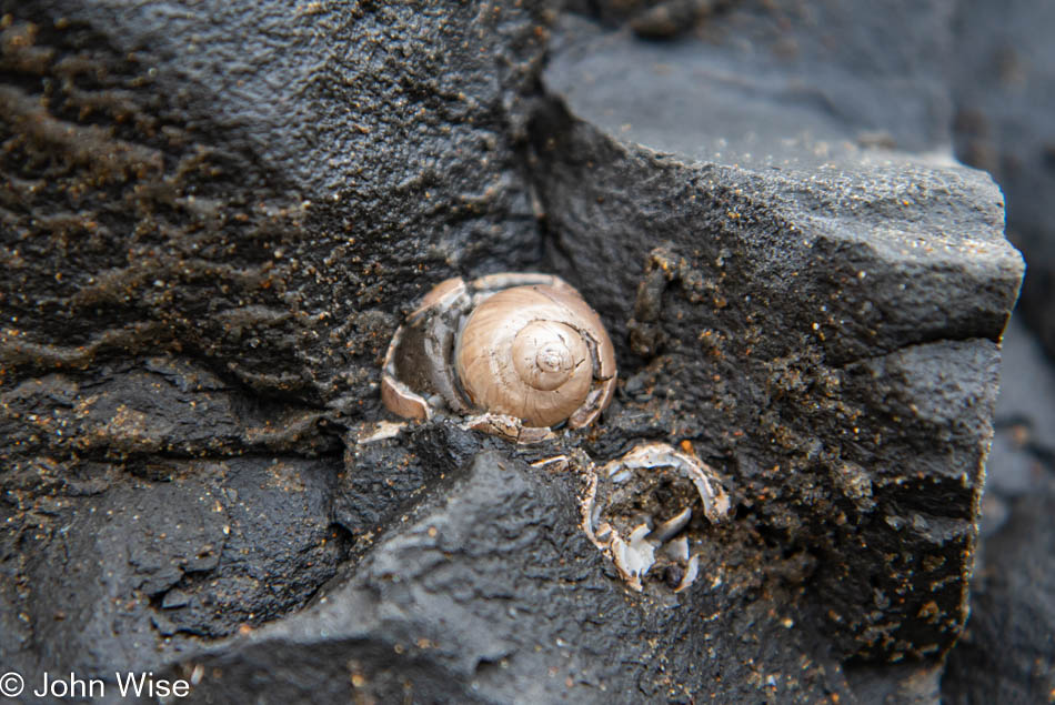 Fossils at Moolack Beach in Newport, Oregon