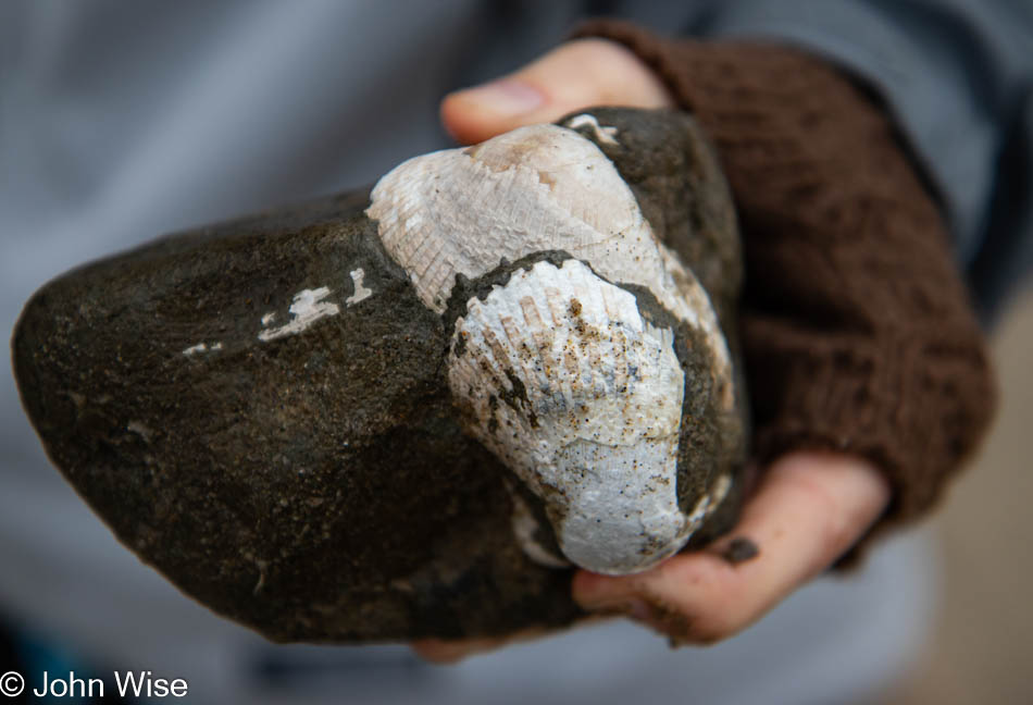 Fossils at Moolack Beach in Newport, Oregon