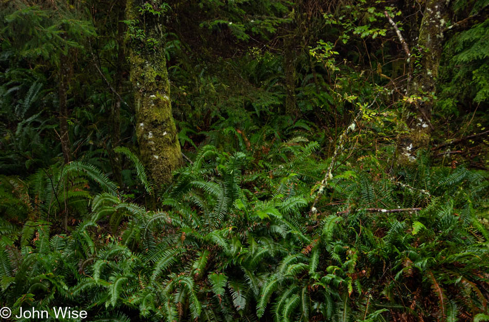 Defunct road near Cape Mears, Oregon