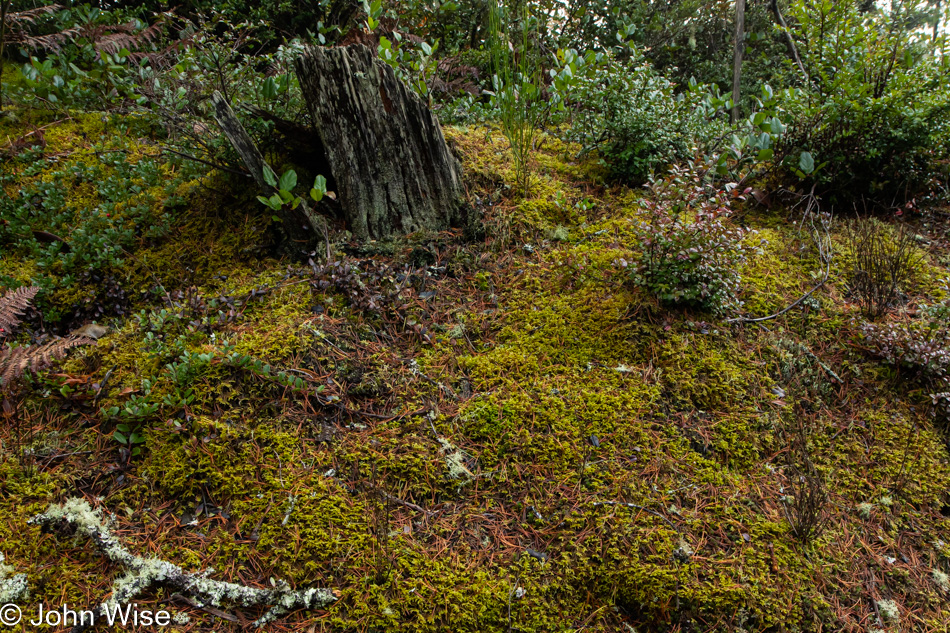 Forest floor in Nehalem, Oregon