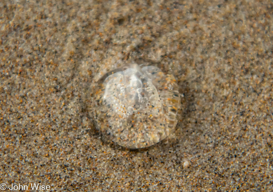 Jellyfish at Beach in Manzanita, Oregon