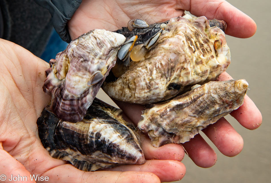 Oysters at Beach in Manzanita, Oregon