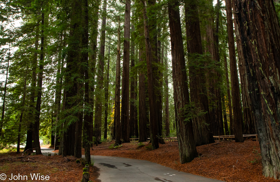 Richardson Grove State Park in Garberville, California