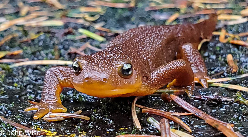 Newt on a defunct road near Cape Mears, Oregon