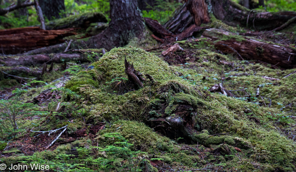 Chilkat State Park in Haines, Alaska