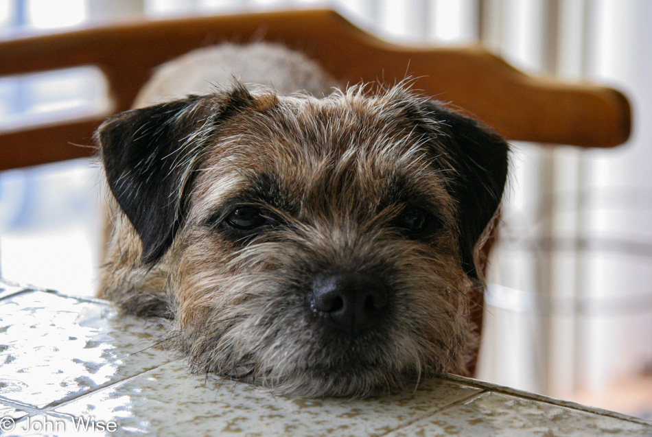 It's Christmas morning and a friend of my uncles stops by bringing her Border Terrier's with her