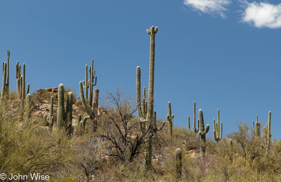 Saguaro Cactus on Route 77 north of Winkelman, Arizona
