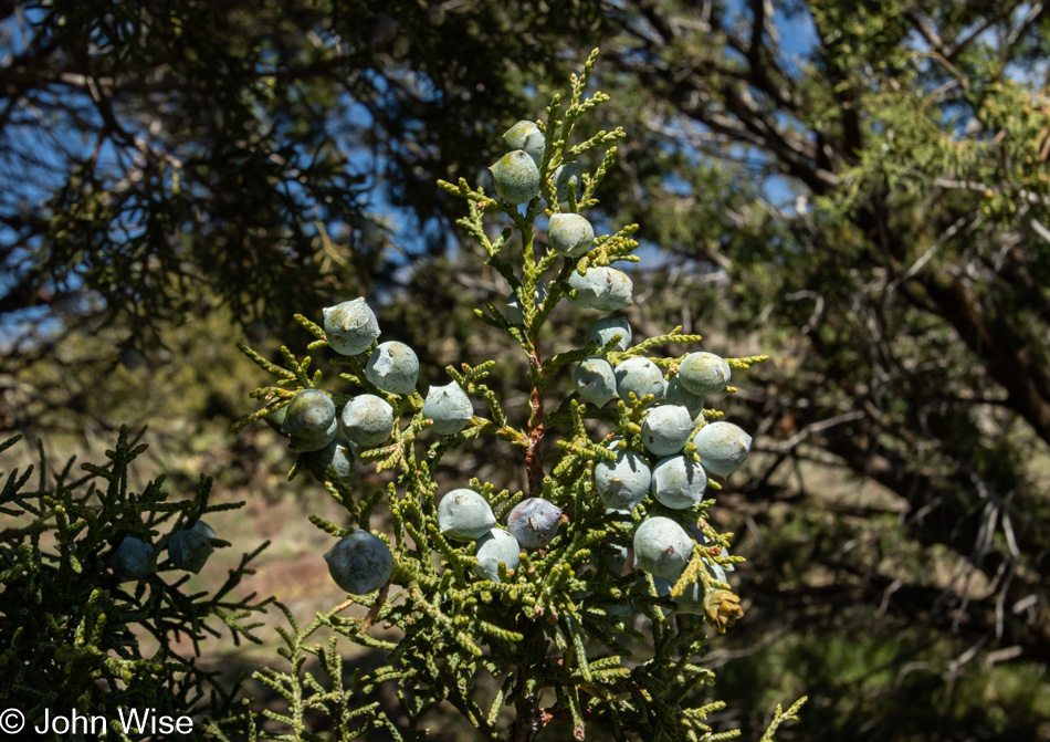 Juniper Berries near Camp Verde, Arizona
