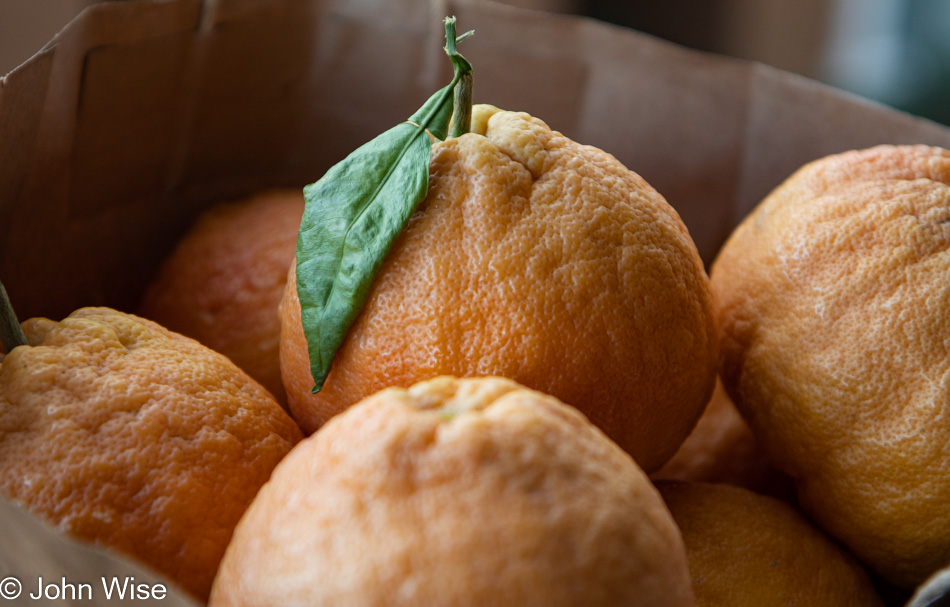 Pink Grapefruits locally grown here in our neighborhood of Phoenix, Arizona