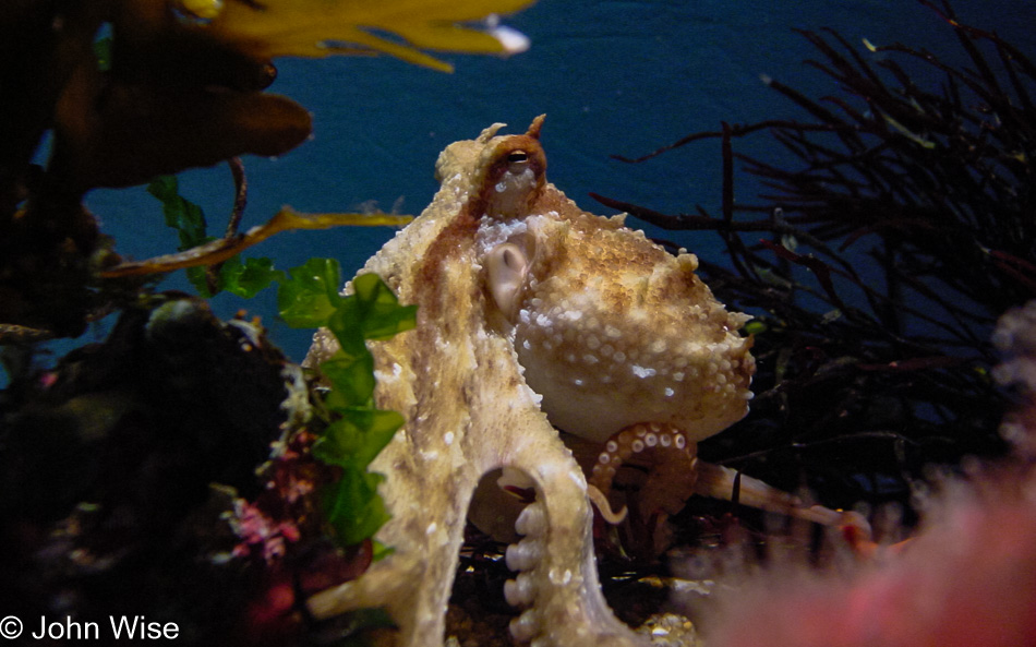 Octopus at Monterey Bay Aquarium in Monterey, California