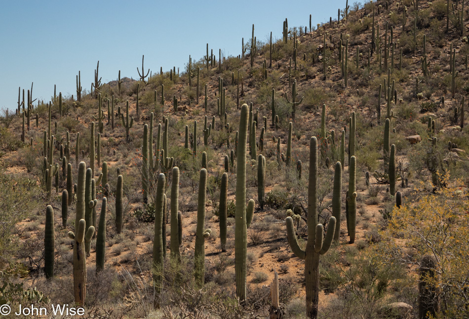 Saguaro National Park in Tucson, Arizona
