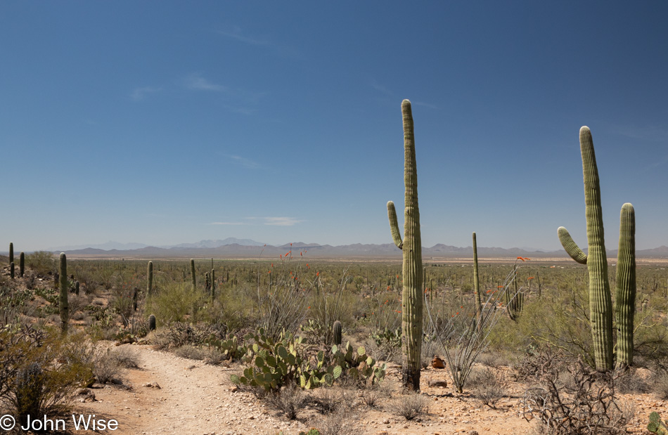 Saguaro National Park in Tucson, Arizona