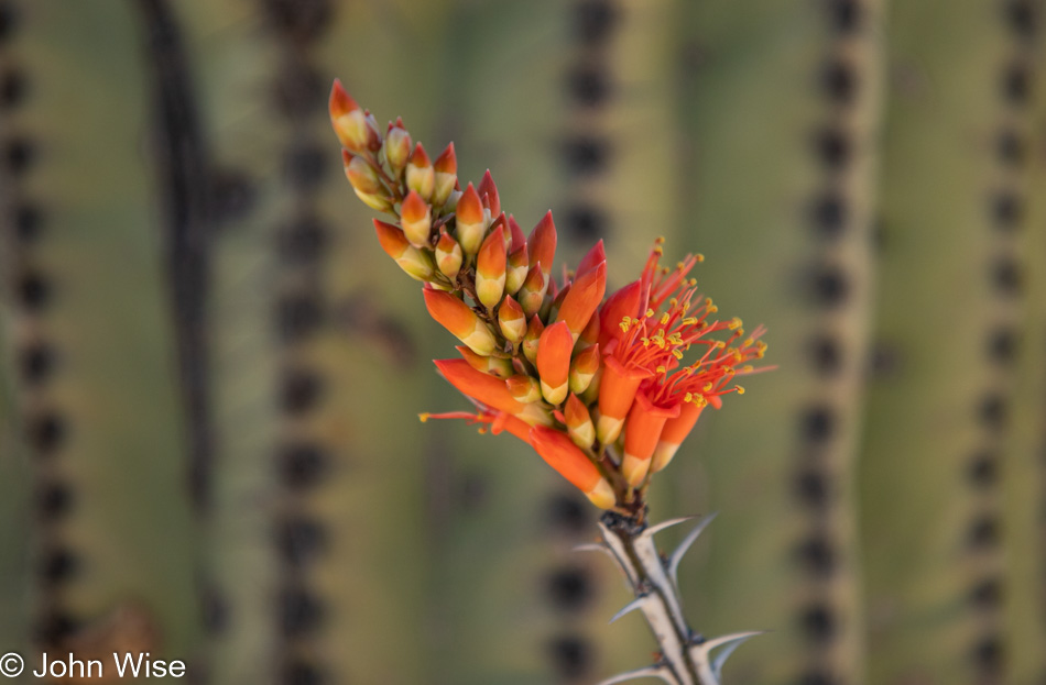 Saguaro National Park in Tucson, Arizona