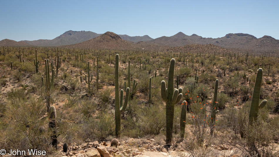 Saguaro National Park in Tucson, Arizona