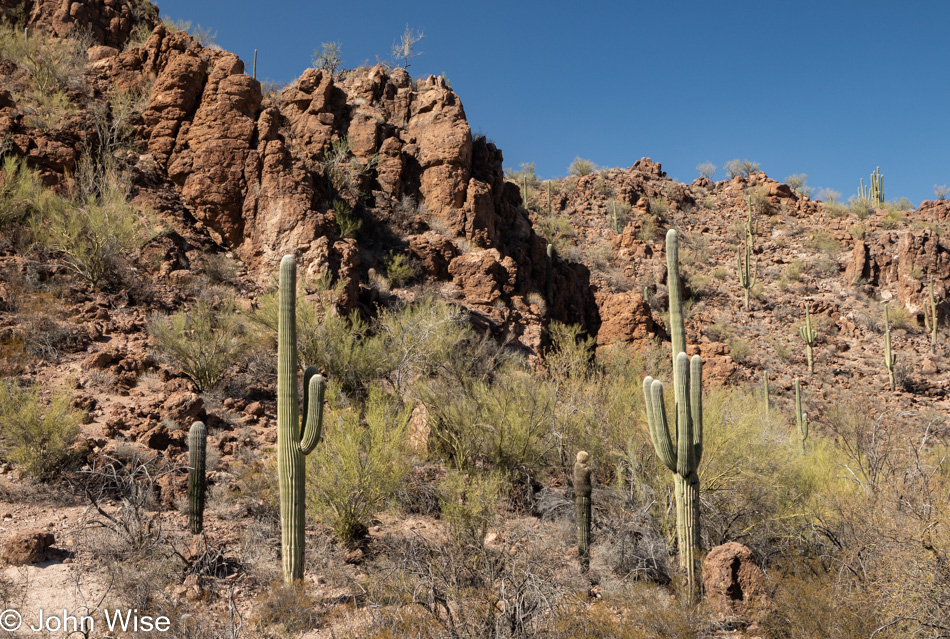 Saguaro National Park in Tucson, Arizona