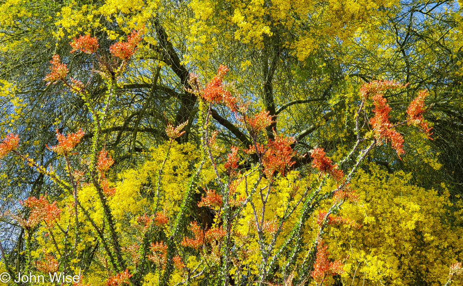 Springtime colors in Phoenix